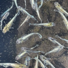 エメキン1ペア200円②の画像