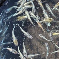エメキン1ペア200円②の画像