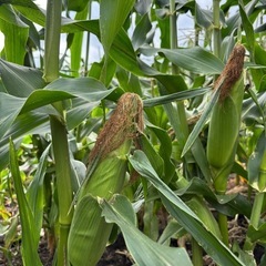 売り切れ❗️16時収穫❗️ 新鮮❗️とうもろこし🌽　10本の画像