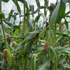 売り切れ❗️16時収穫❗️ 新鮮❗️とうもろこし🌽　10本の画像