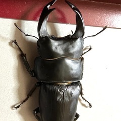 🉐🉐オオクワガタ ペア♂81  ♀51 （川西産）オマケ（ケース）❼の画像