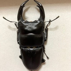🉐🉐オオクワガタ ペア♂81  ♀51 （川西産）オマケ（ケース）❼の画像