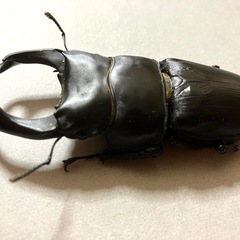 🉐🉐オオクワガタ ペア♂81  ♀51 （川西産）オマケ（ケース）❼の画像
