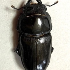 🉐🉐オオクワガタ ペア♂81  ♀51 （川西産）オマケ（ケース）❼の画像