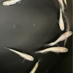 メダカ　スズランの画像
