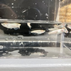 メダカ　スズランの画像