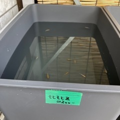 メダカ　モヒモヒZの画像