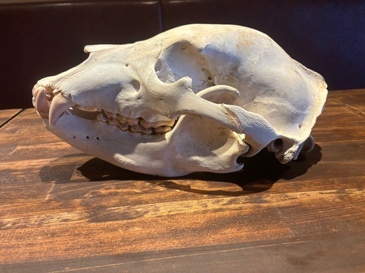 ヒグマ　頭骨　　インテリア　大きめ