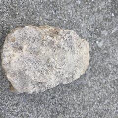 爬虫類用品の画像