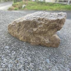 爬虫類用品の画像