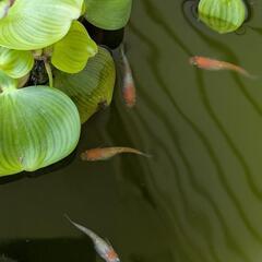 王華　若魚〜成魚　メダカの画像