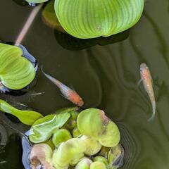 王華　若魚〜成魚　メダカの画像