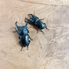 オオクワガタ　新成虫6匹セット（オス♂2匹　メス♀4匹）　の画像