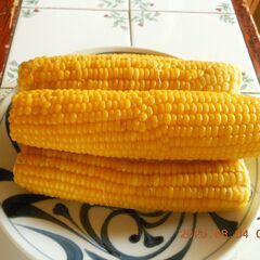最終 Final offer ,most weet cone in Japan named goldrush、grow them without pesticidesとうもろこし　トウモロコシ　ゴールドラッシュ　１０本　完全無農薬栽培の画像