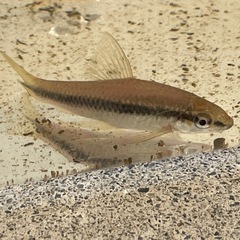 熱帯魚3匹の画像
