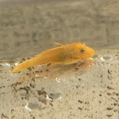 熱帯魚3匹の画像