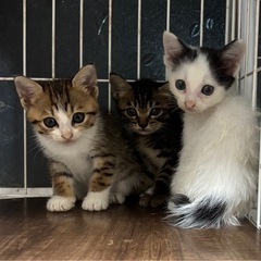 🌸🐈🐈‍⬛猫さんの譲渡会🐈‍⬛🐈🌸