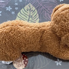くつろぎ わんこ トイプードルの画像