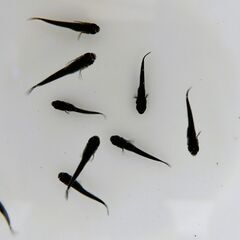 No.104【②オロチメダカ　稚魚 10匹 100円】の画像