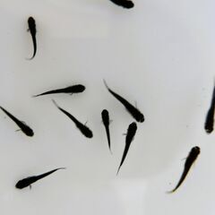 No.104【②オロチメダカ　稚魚 10匹 100円】の画像