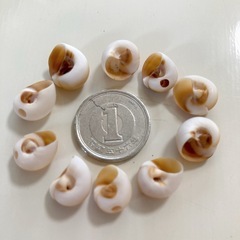 ツメタガイ　貝殻　巻貝セット　天然素材　4の画像