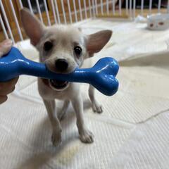 【8月24日譲渡会】チワワ柴ミックスのわんこの家族募集(終生室内...