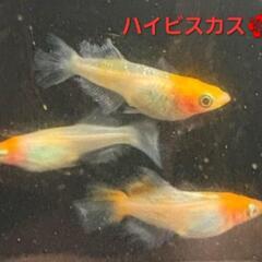 決まりました【改良メダカ】🌺ハイビスカス🌺稚魚🐠10匹+α🐠の画像