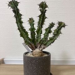 ユーフォルビア　クーペリーの画像