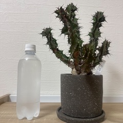 ユーフォルビア　クーペリーの画像