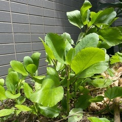 あげます　マザーリーフ　枇杷　観葉植物の画像