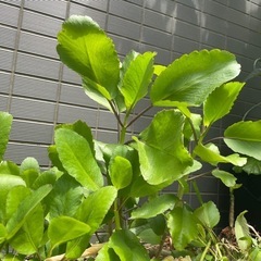 あげます　マザーリーフ　枇杷　観葉植物の画像