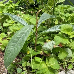 あげます　マザーリーフ　枇杷　観葉植物の画像