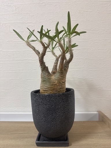 【現地球】パキポディウム グラキリス 発根済み