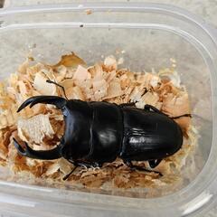能勢ＹＧ血統オオクワガタ　オス７６㎜の画像