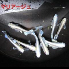 取引中【改良メダカ】🐠MIXメダカ🐠稚魚🐠30匹以上🐠の画像