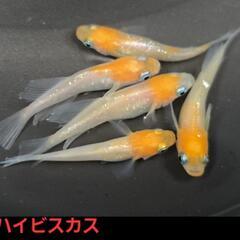 取引中【改良メダカ】🐠MIXメダカ🐠稚魚🐠30匹以上🐠の画像