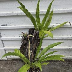 ヘゴ付き オオタニワタリの画像