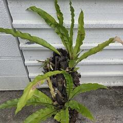 ヘゴ付き オオタニワタリの画像