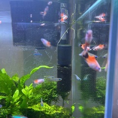 ミッキーマウスプラティの画像