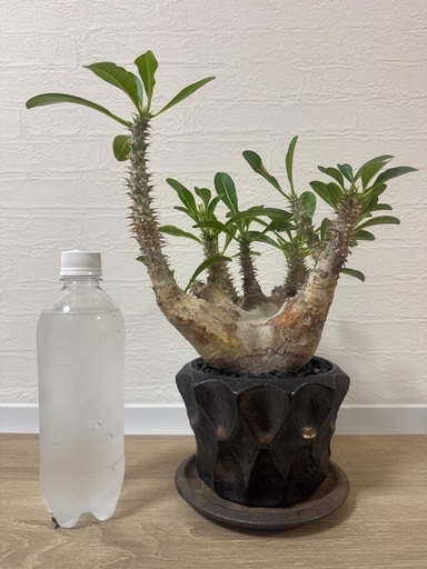 パキポディウム　マカイエンセ　魔界玉　現地球