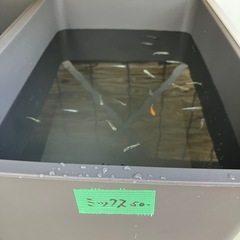メダカ　ミックスメダカの画像