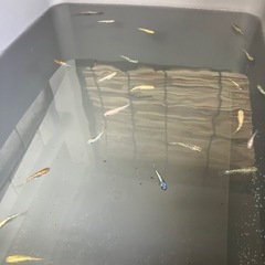 メダカ　ミックスメダカの画像