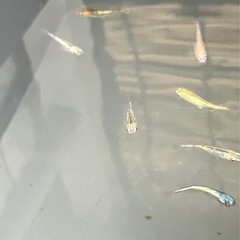 メダカ　ミックスメダカの画像