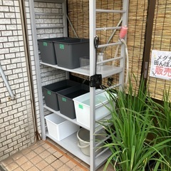 メダカ　ミックスメダカの画像
