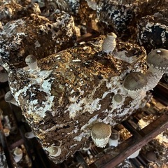 お家で栽培用のしいたけ菌床2個の画像