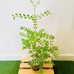 シマトネリコ　観葉植物　ハイドロカルチャーの画像
