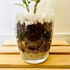 シマトネリコ　観葉植物　ハイドロカルチャーの画像