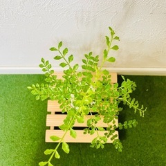 シマトネリコ　観葉植物　ハイドロカルチャーの画像