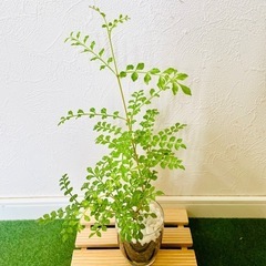 シマトネリコ　観葉植物　ハイドロカルチャーの画像