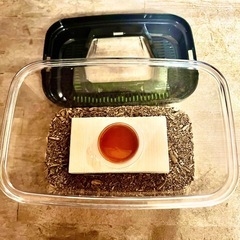 オキナワノコギリクワガタ♂６㎝オーバーの特大サイズ🌟夏休み超激安出品セール💫の画像